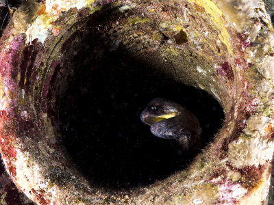 Yellow Mouth Moray Eel