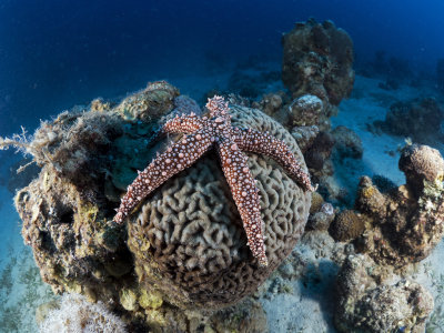 Egyptian Starfish