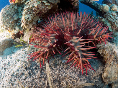 Crown of Thorns Starfish