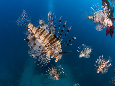 Lionfish