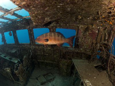 Grouper inside aWreck