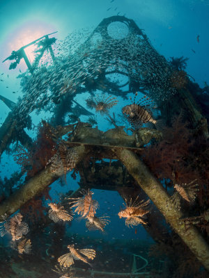 Lionfish in a Wreck