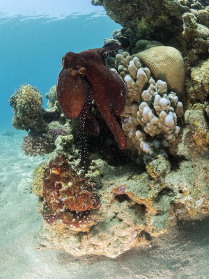 Mating Reef Octopuses (Octopus Cyanea)