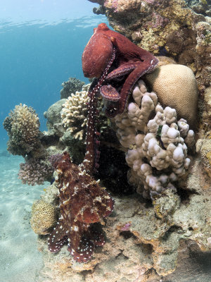 Mating Reef Octopuses (Octopus Cyanea)
