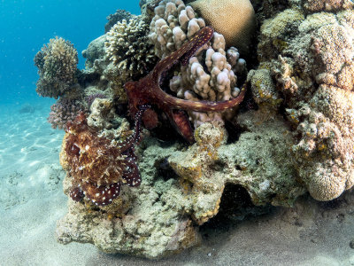 Mating Reef Octopuses (Octopus Cyanea)