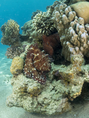 Mating Reef Octopuses (Octopus Cyanea)