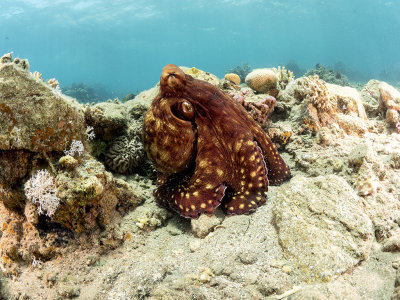 Reef Octopus