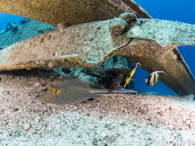 Blue Spotted Stingray