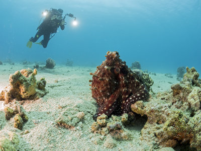 Reef Octopus and a diver