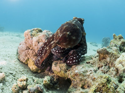 Reef Octopus