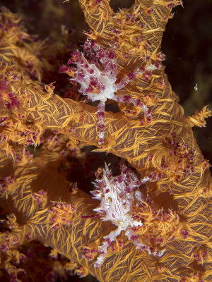 Candy Crab (Hoplophrys Oatesi)