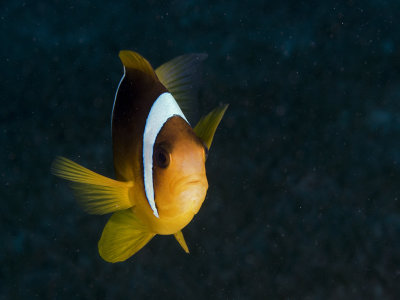 Red Sea Clownfish (Amphiprion bicinctus)