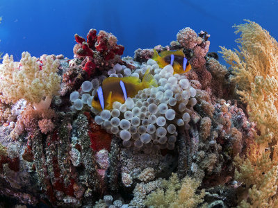 Red Sea Clownfish (Amphiprion bicinctus)