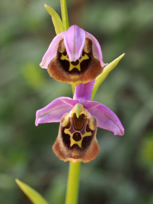 Jerusalem Forest Orchids