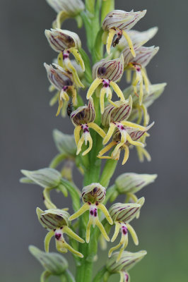 Orchis Galilaea