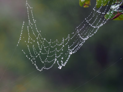 Spiderweb after the rain