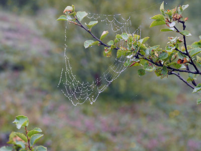 Spiderweb after the rain