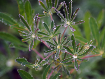Lupin leaves after the rain