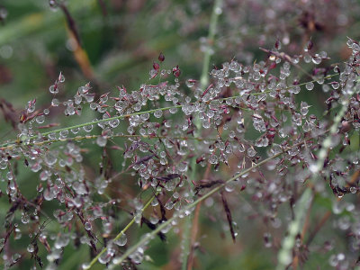 Leaves after the rain