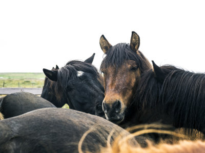 Icelandic Horses