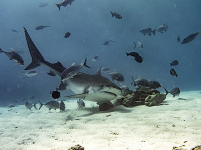 Tiger Shark (Galeocerdo cuvier)