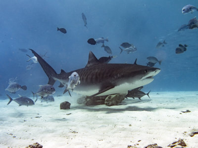 Tiger Shark (Galeocerdo cuvier)