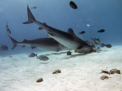 Tiger Shark (Galeocerdo cuvier)