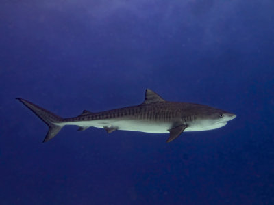 Tiger Shark (Galeocerdo cuvier)
