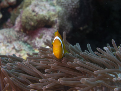 Amphiprion nigripes (Maldive anemonefish or blackfinned anemonefish)