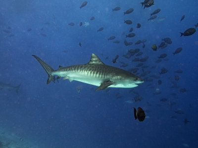 Tiger Shark (Galeocerdo cuvier)