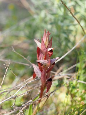 Jerusalem Forest Orchids