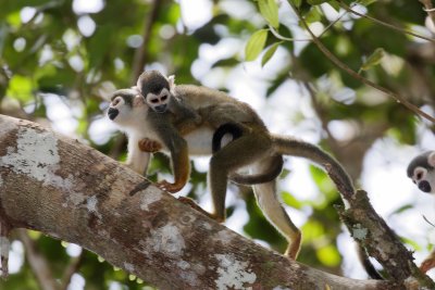 Squirrel Monkey- mother and infant