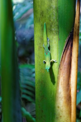 Hawaii Tropical Botanical Garden