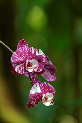 Orchid