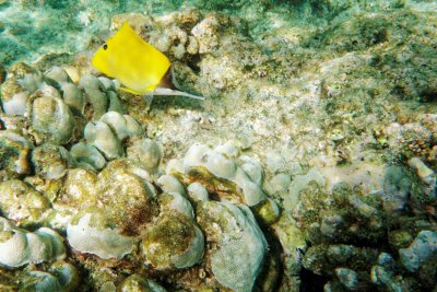 Longnose Butterflyfish