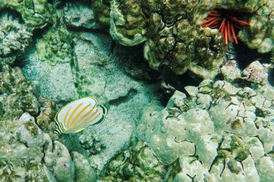 Ornate Butterflyfish