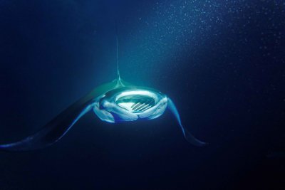 Manta Ray
