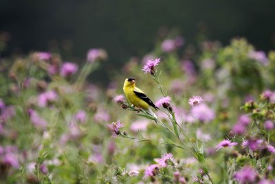 American Goldfinch