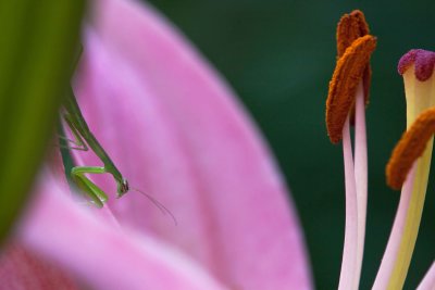 Praying mantis