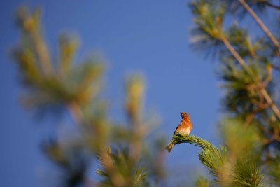 Blue bird