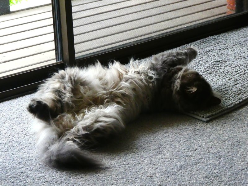 Feel good Cat