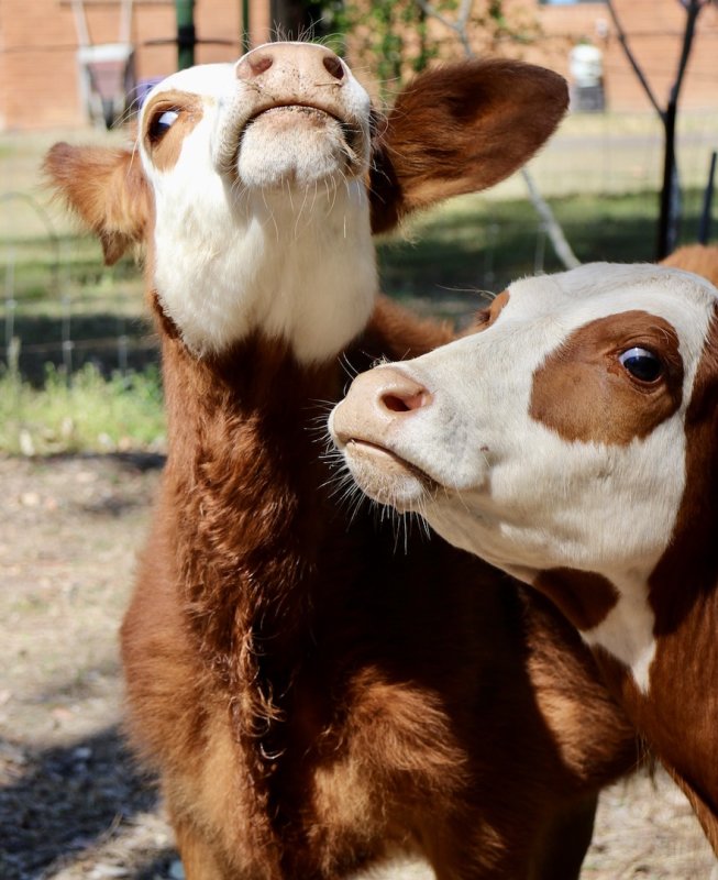 Mack & Mabel photobombing