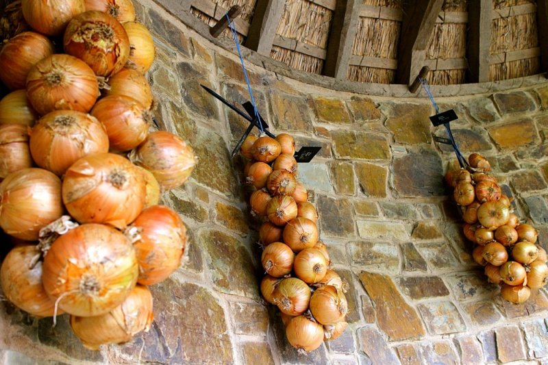 Onions ~ RHS Rosemoor Gardens