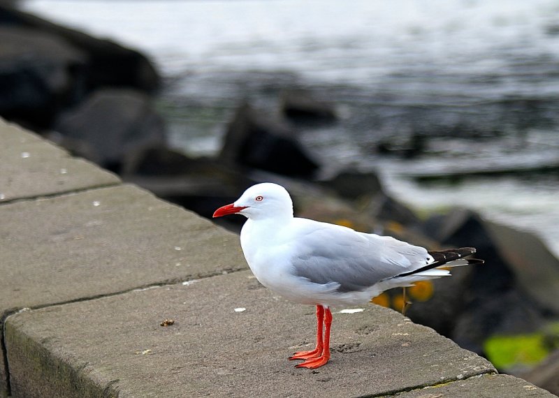 gulls