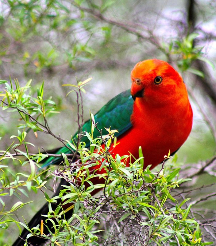 Colourful King Parrot.