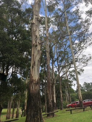 Greys Greens and touches of blue, Tamborine Mountain