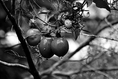Passionfruit 