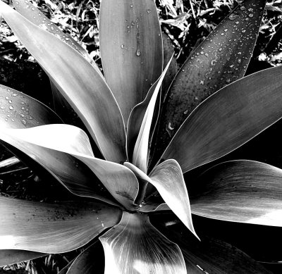 Agave attenuata