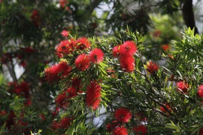 Callistemon 