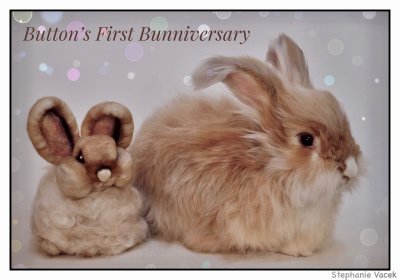Button's first bunniversary